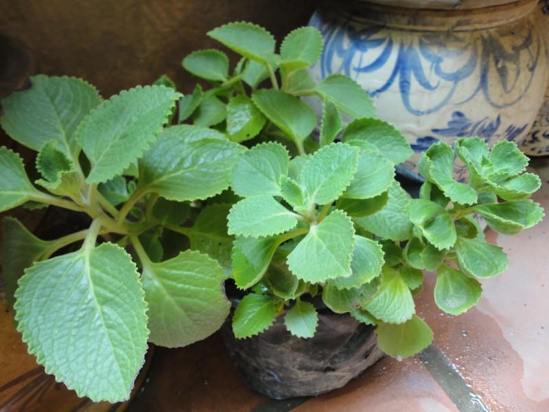 Cây húng chanh - tần dầy lá