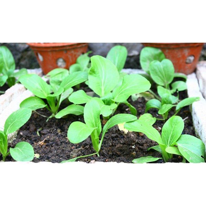 [HCM]Hạt giống cải bẹ trắng - PhuNongSeeds