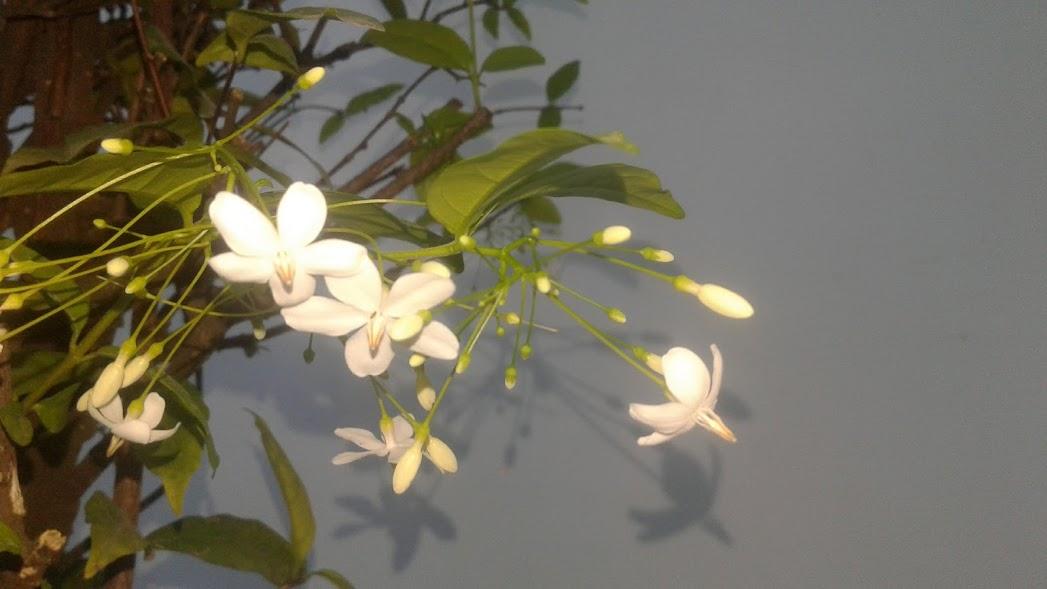 Cây mai chiếu thủy