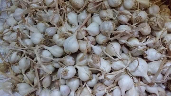 Tỏi Lý Sơn 3 Tép