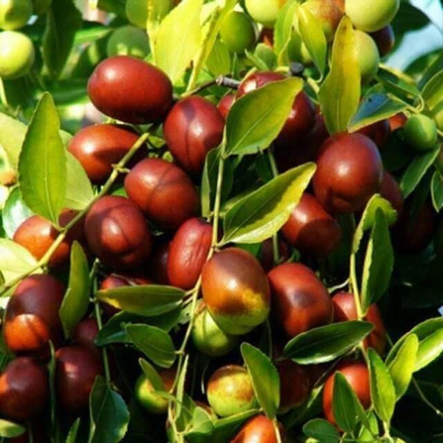 [HCM]GÓI 500G Táo đỏ Tân Cương To ngon, rẻ, chất lượng, sỉ, dạo, ăn vặt, ăn liền, nhà làm, combo, mứt, hot