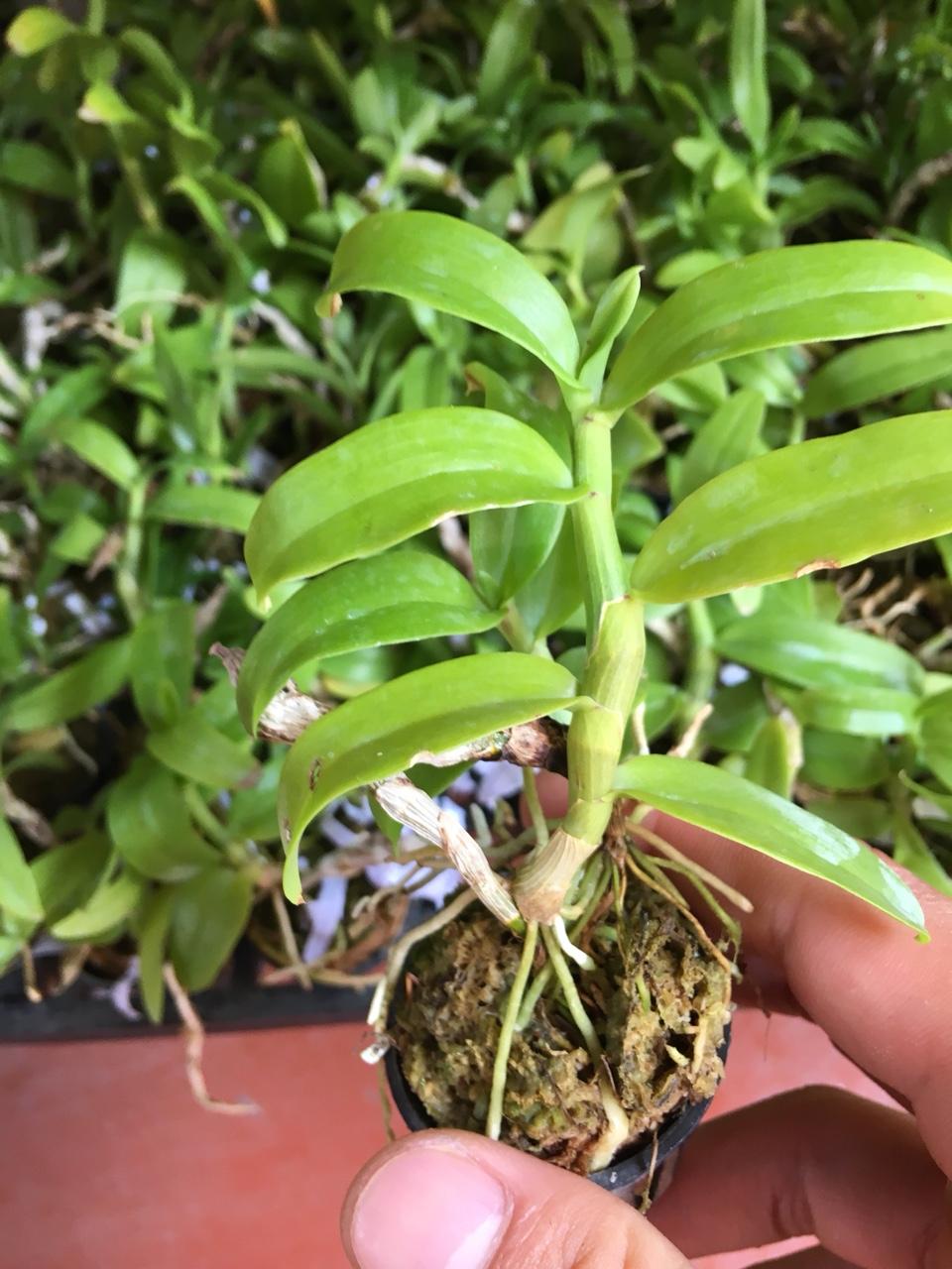 Lan trầm rồng đỏ giống ( Den Nestor)