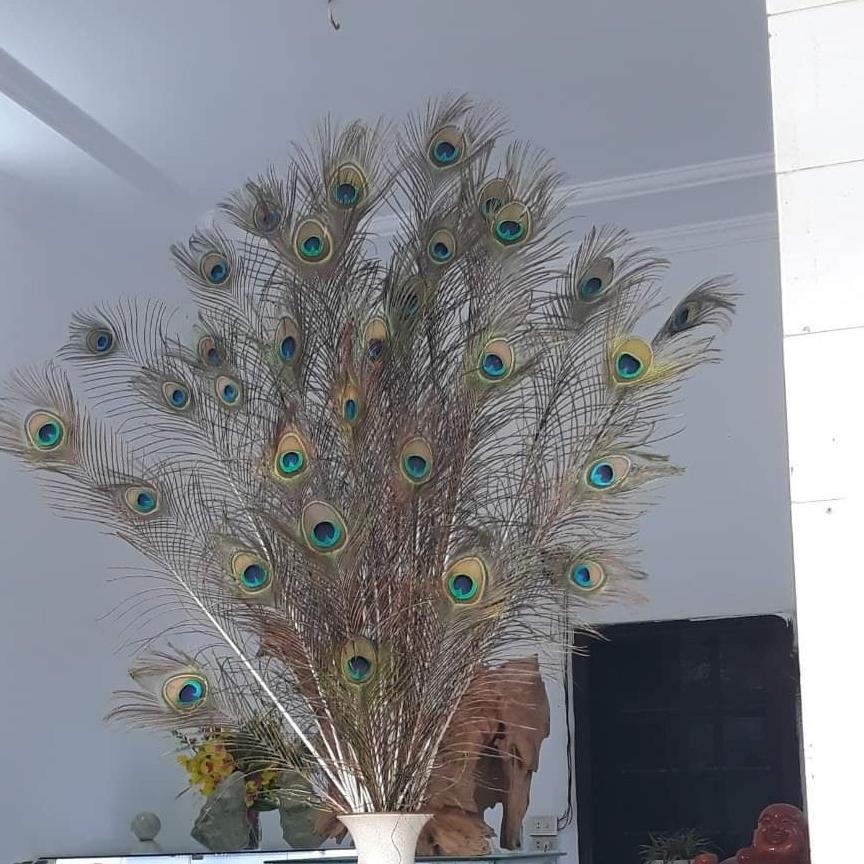 Lông chim công phong thủy - 20 cái