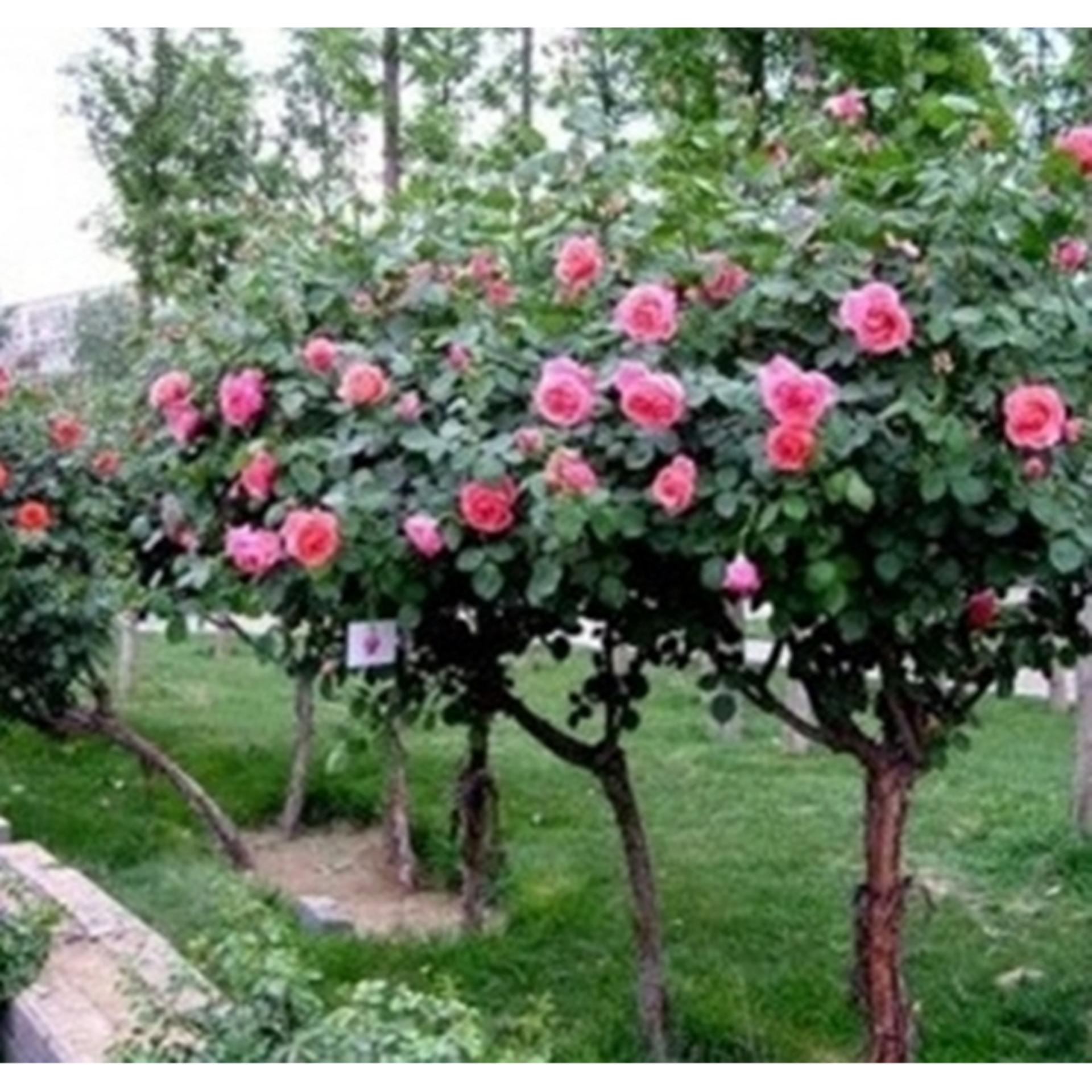 Hạt Giống Hoa Hồng Thân Gỗ