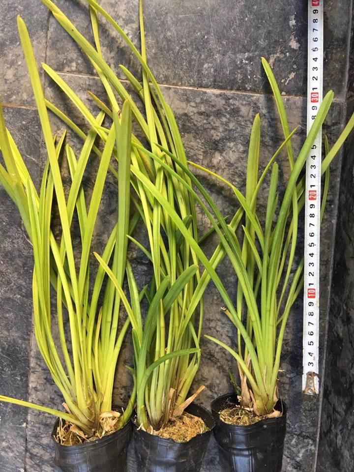 Lan giống Kiếm đỏ chậu 3 thân