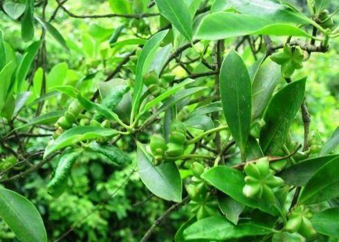 Hoa hồi 1kg khô