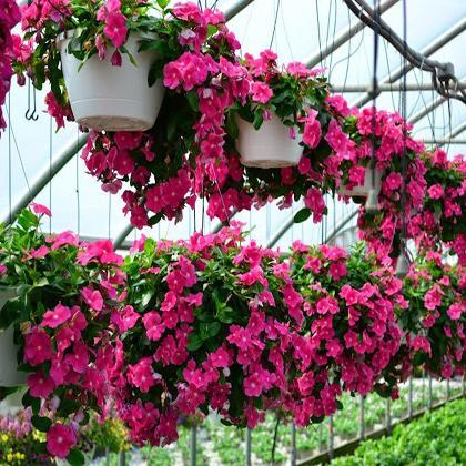 Gói 50 Hạt giống Dừa cạn Hồng (tặng gói kích nẩy mầm và hướng dẫn)