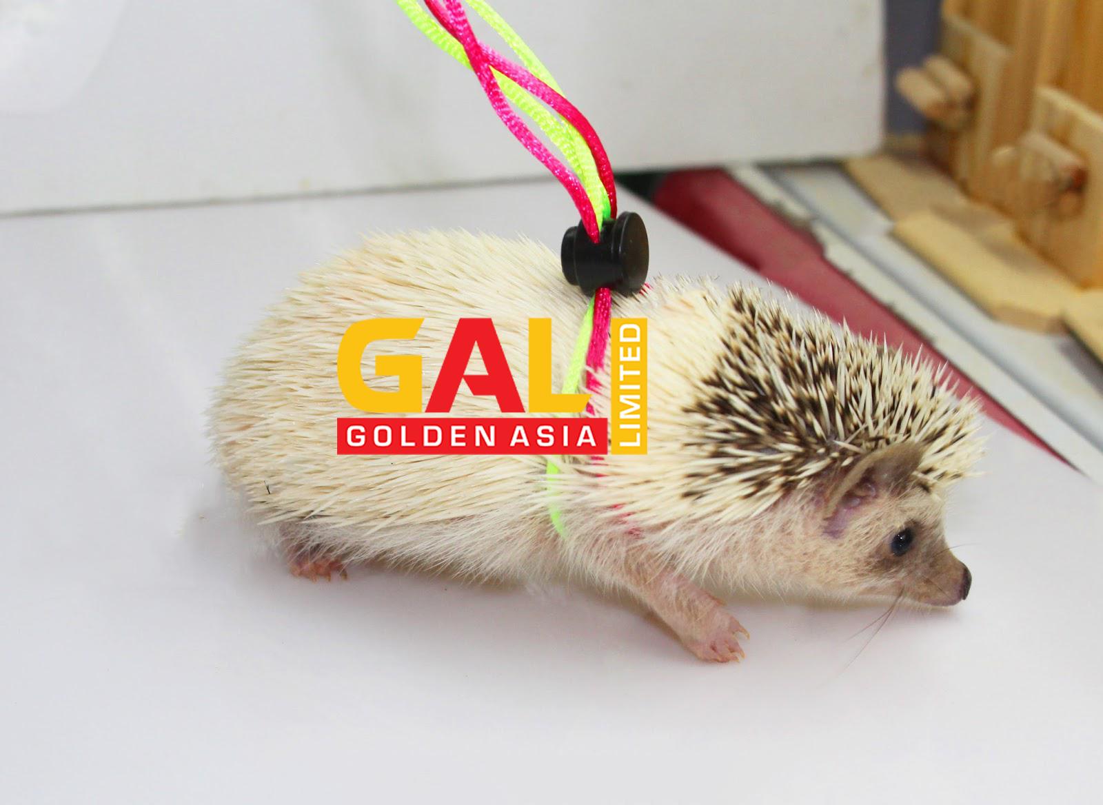 Dây dắt thú cưng, dây dắt Hamster nhím thỏ bọ