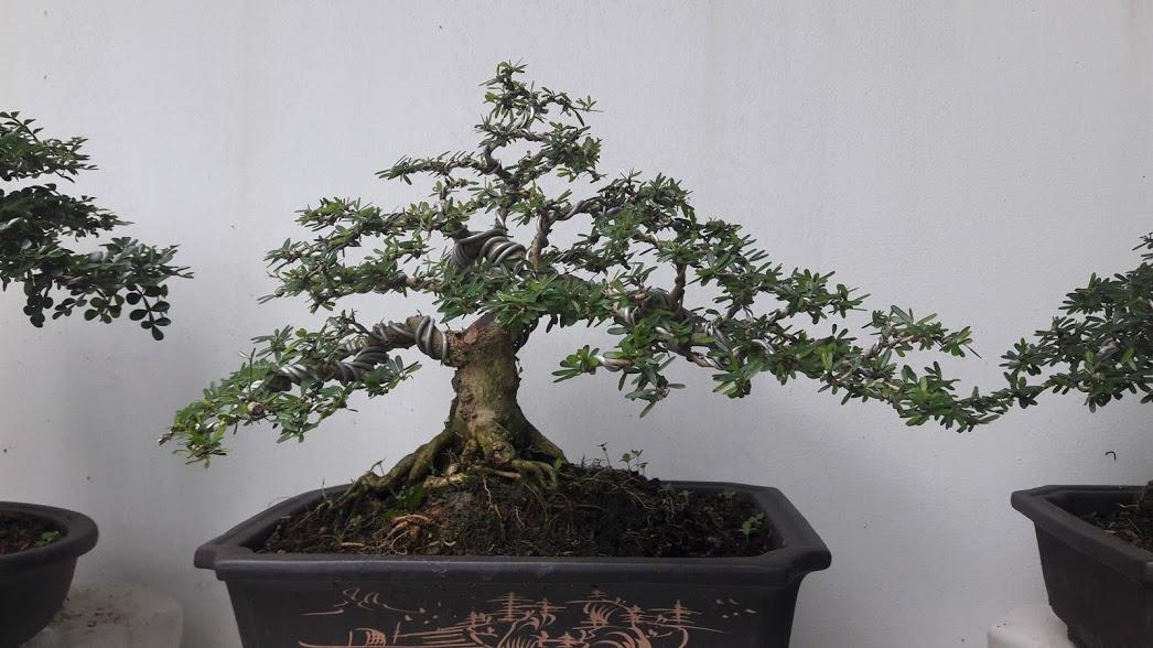 Linh sam bonsai