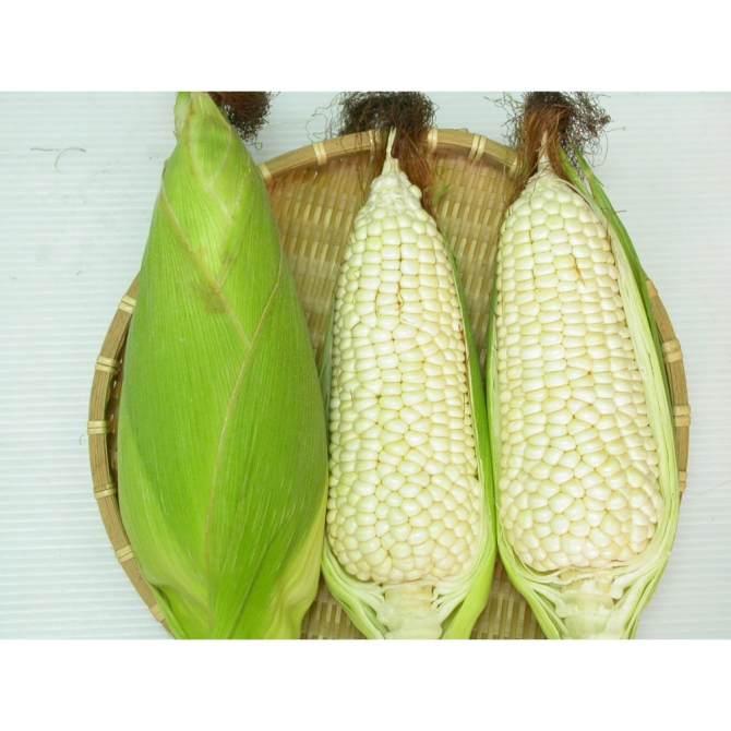Hạt giống Bắp nếp nù OP 100G
