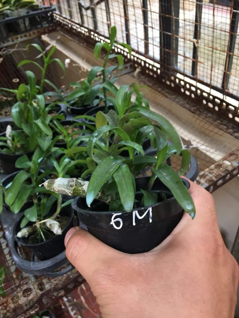 TRẦM ĐỘT BIẾN 6 MẮT