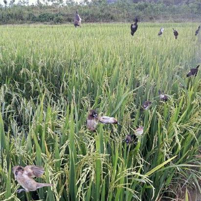 Lưới bẫy chim tàng hình cước thái lan dài 30m cao 5m mắt 3p 5 dây 4 túi