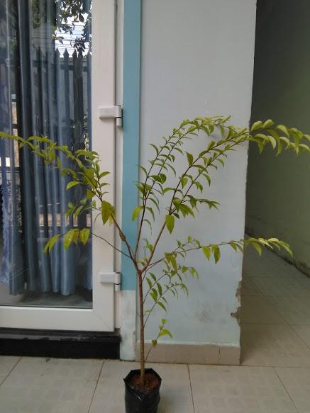 Cây mai chiếu thủy