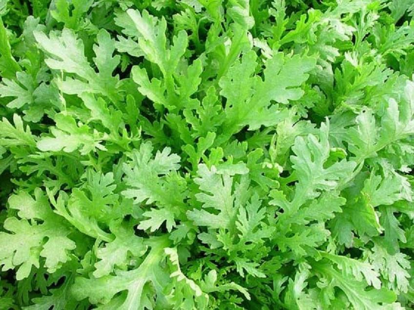 Hạt Giống Rau Tần Ô Dễ Trồng (20 Gam)