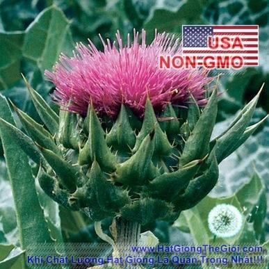 2GRAM 80.HẠT Hạt Giống Kế Sữa Gan Milk Thistle (KL| A4*X43*M228)