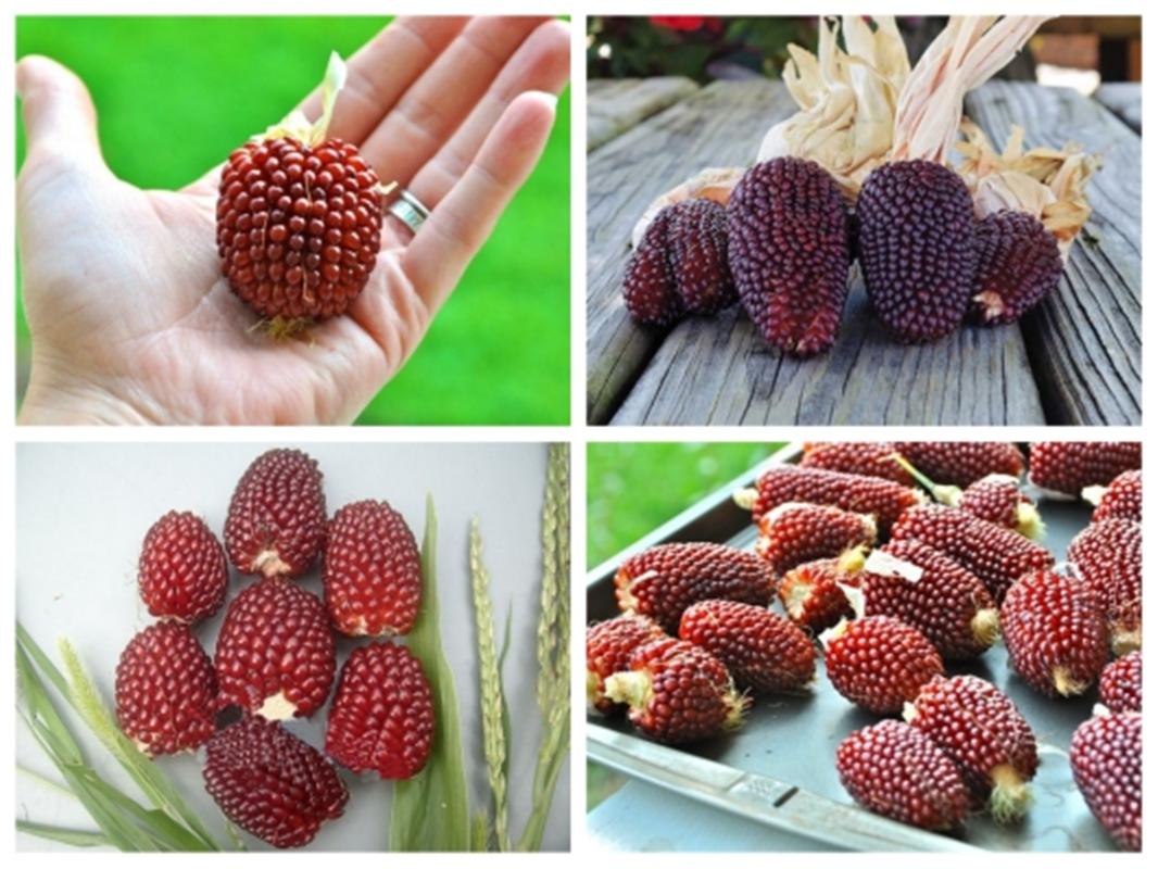 Hạt giống Bắp trái dâu