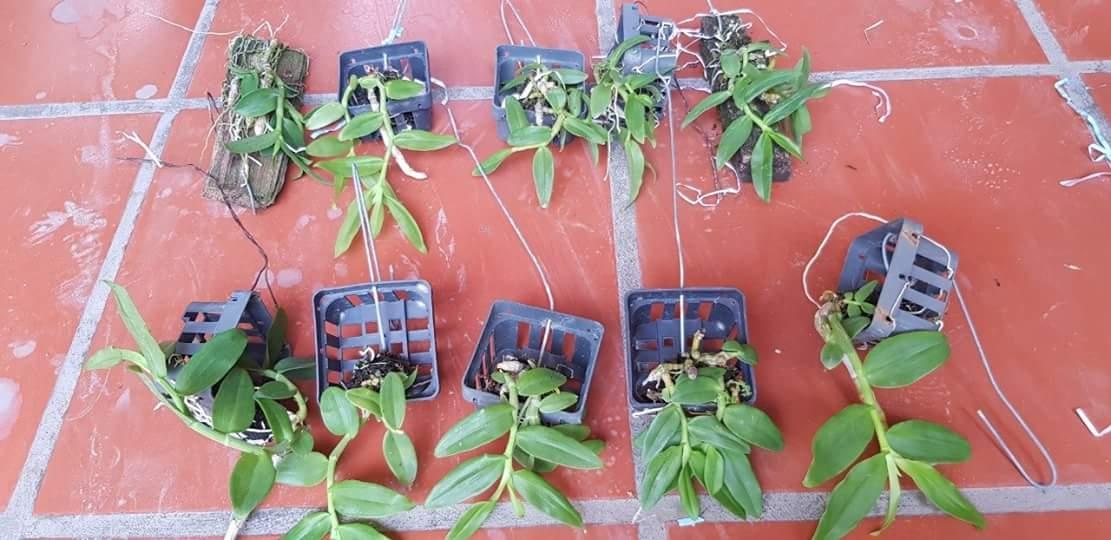 Phi Điệp trắng hàng đột biến