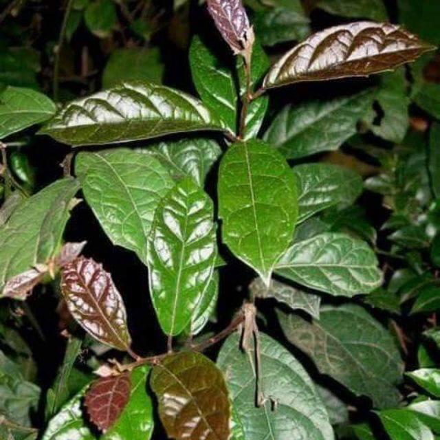 CÂY XẠ ĐEN KHÔ GIÚP TIÊU ĐỘC, PHÒNG UNG THƯ 1KG