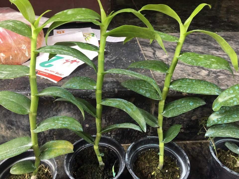 TRẦM CỬU LONG - Den. Nestor “Nine Dragon”