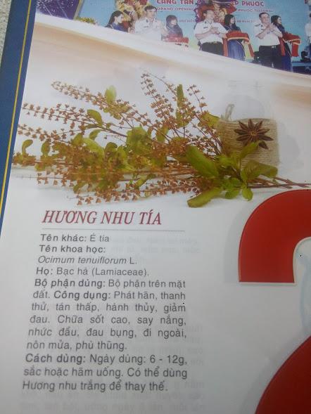 Cây hương nhu tía