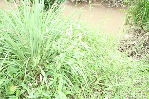 Thuốc diệt cỏ cháy Cháy nhanh 150SL là loại thuốc trừ cỏ, cháy nhanh sau 2 ngày. Dùng để diệt trừ các loại cỏ dại 100ml