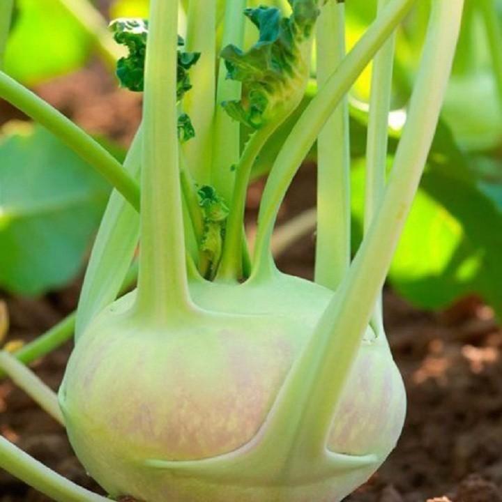 Hạt giống xu hào xanh F1 gói 1gram xuất xứ Việt Nam