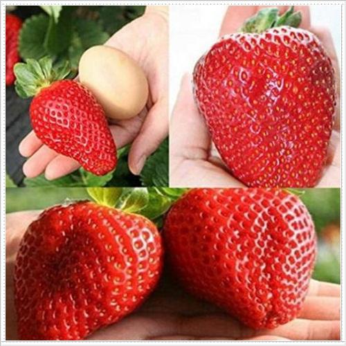 Bộ 2 túi hạt giống dâu tây khổng lồ. Mỗi túi 50 hạt, giá khuyến mại