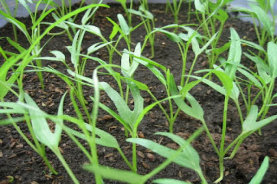 Hạt giống rau muống lá tre, gói 100gr