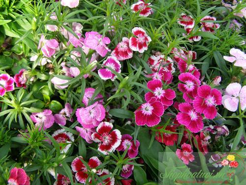Gói 100 Hạt giống hoa Cẩm Chướng Mix (tặng gói kích nẩy mầm và hướng dẫn)