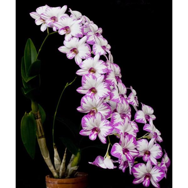 Phân bón chuyên dùng cho lan Grow More Orchid (567g) nhập khẩu Mỹ