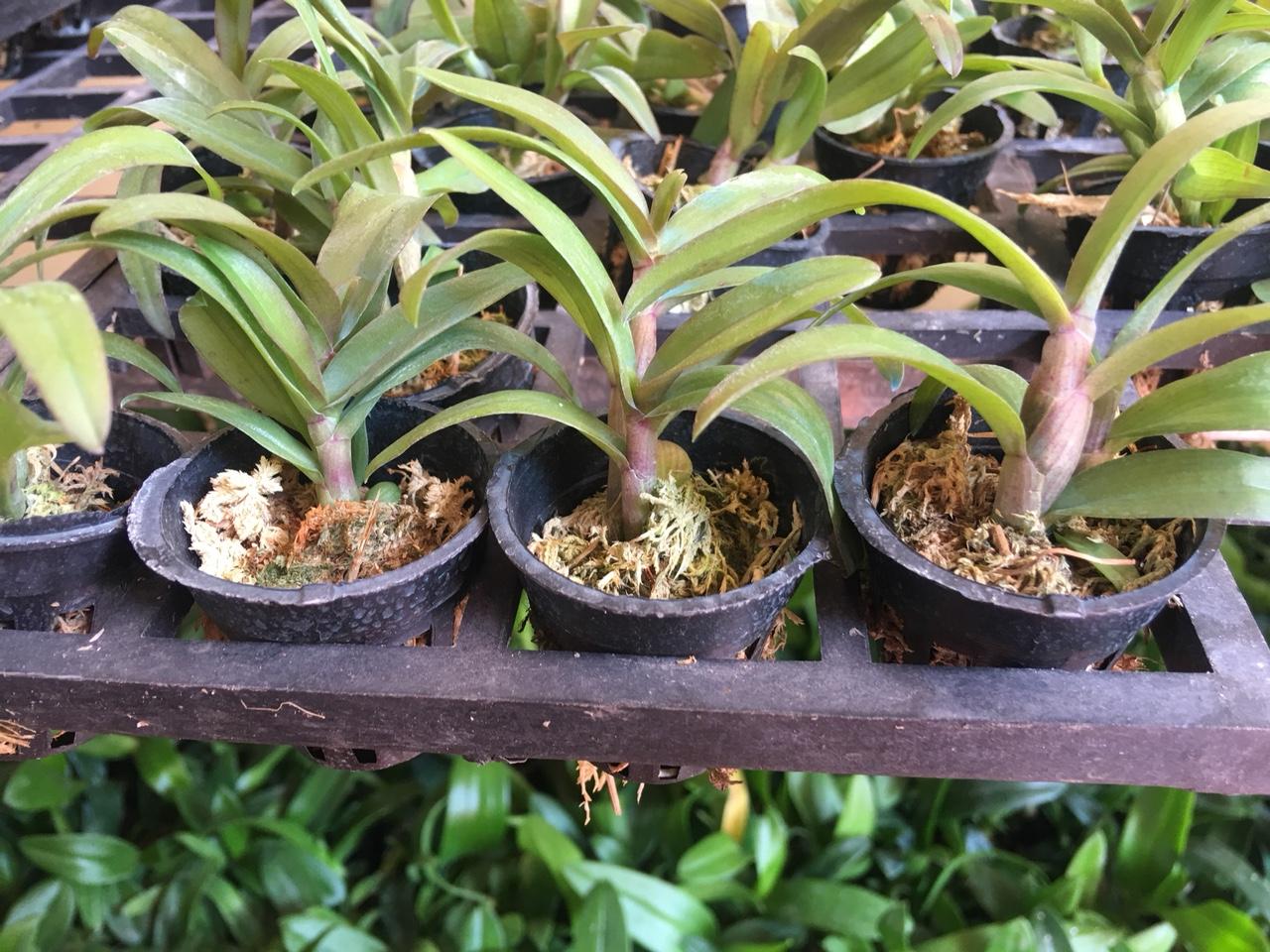 Lan giống Phi điệp hòa bình
