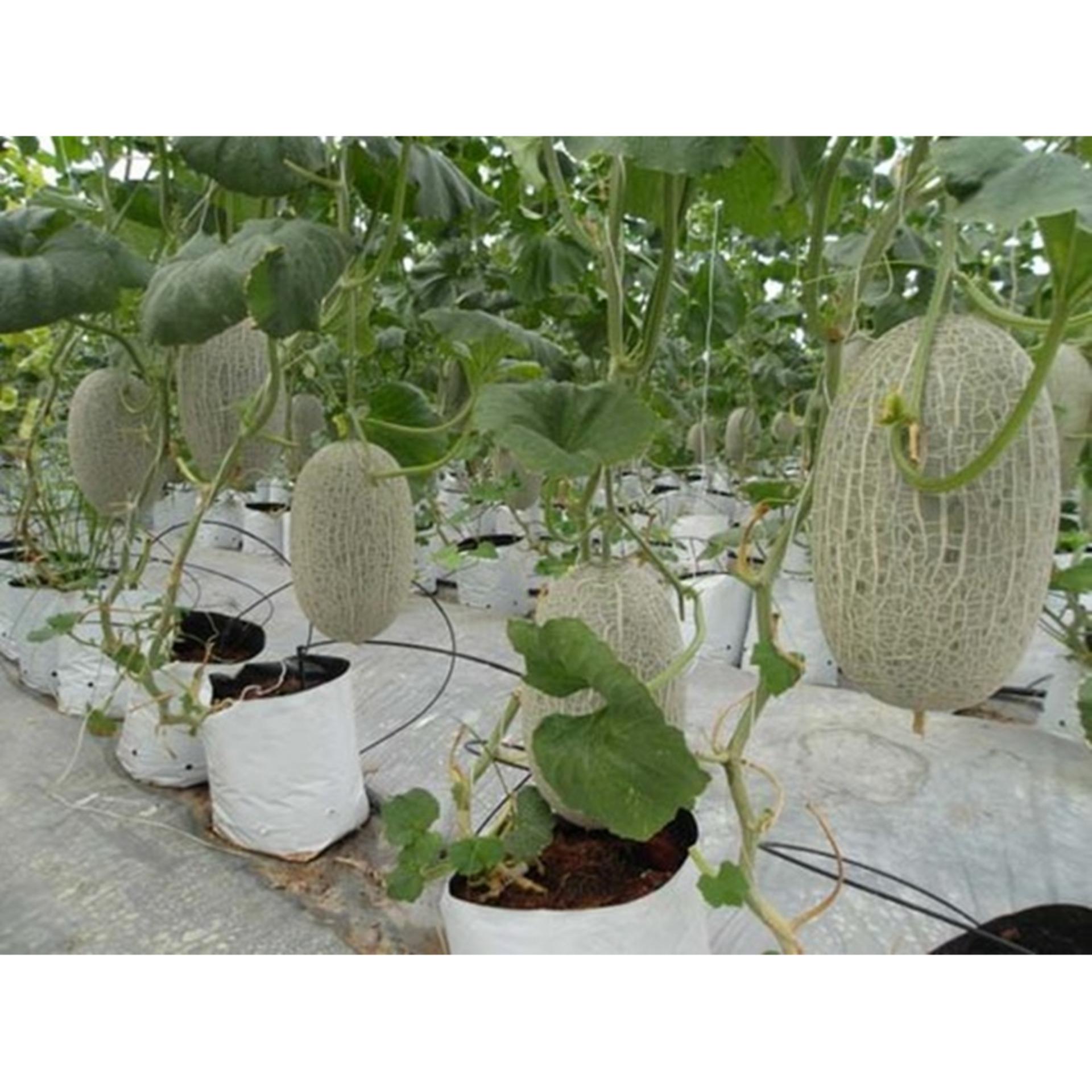 Hạt giống DƯA LƯỚI VÀNG (hình oval)