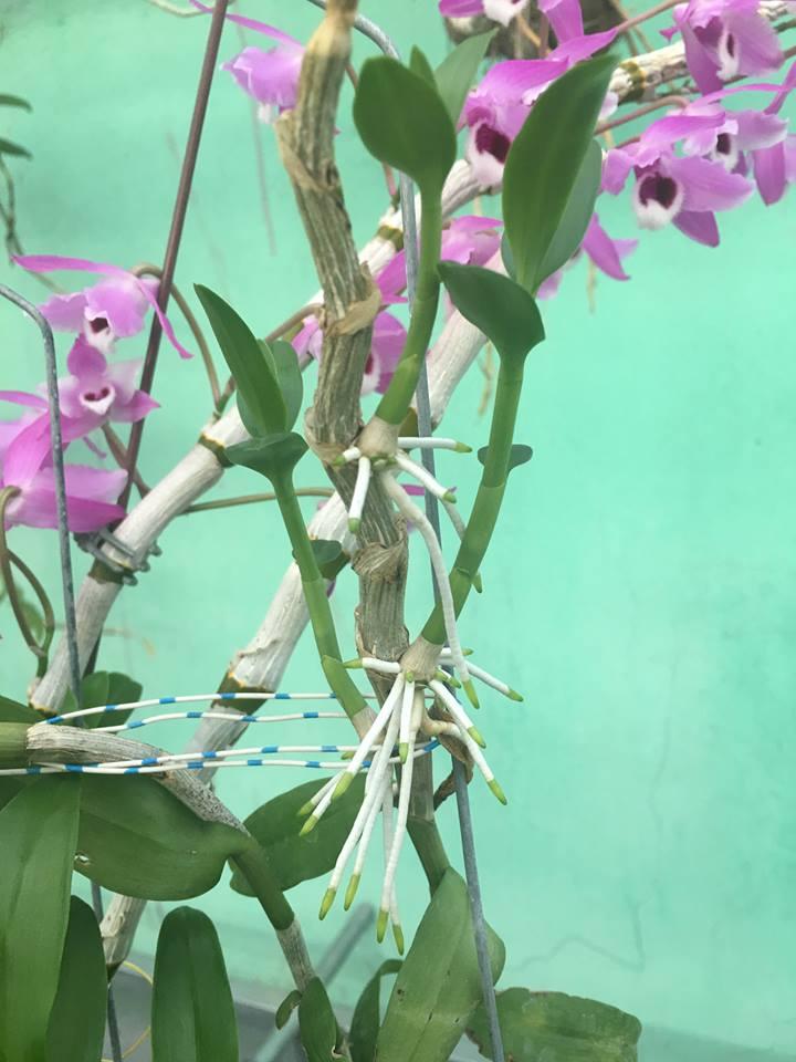 Thuốc kích rễ