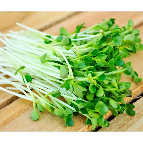 [HCM]Hạt giống cải mầm Italia PN - 30g