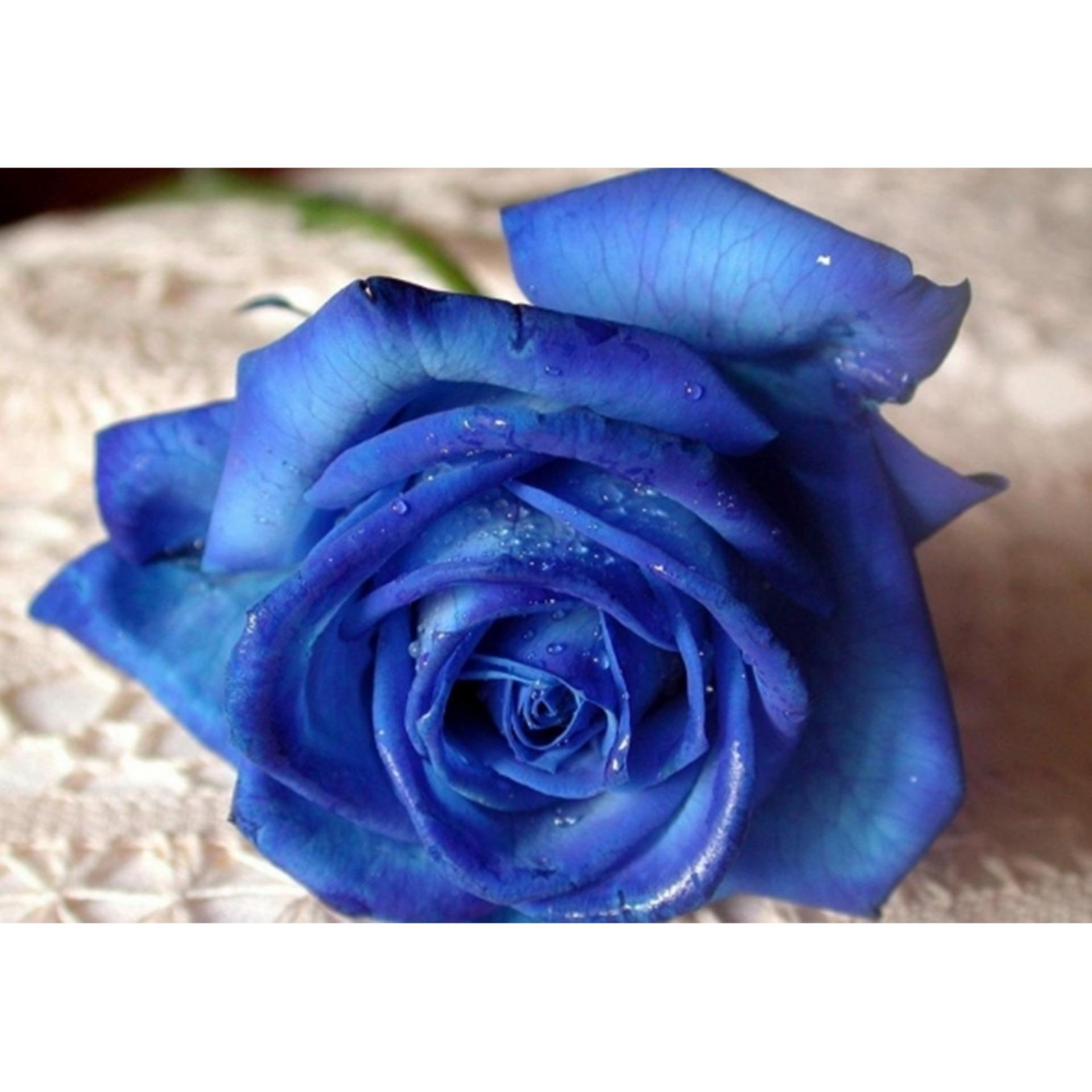 Hạt giống hoa hồng xanh dương