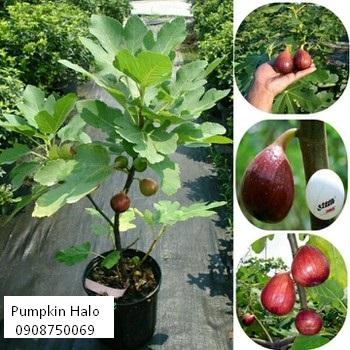[HCM]Hạt Giống Sung  ngọt  - KLT 10 hạt .