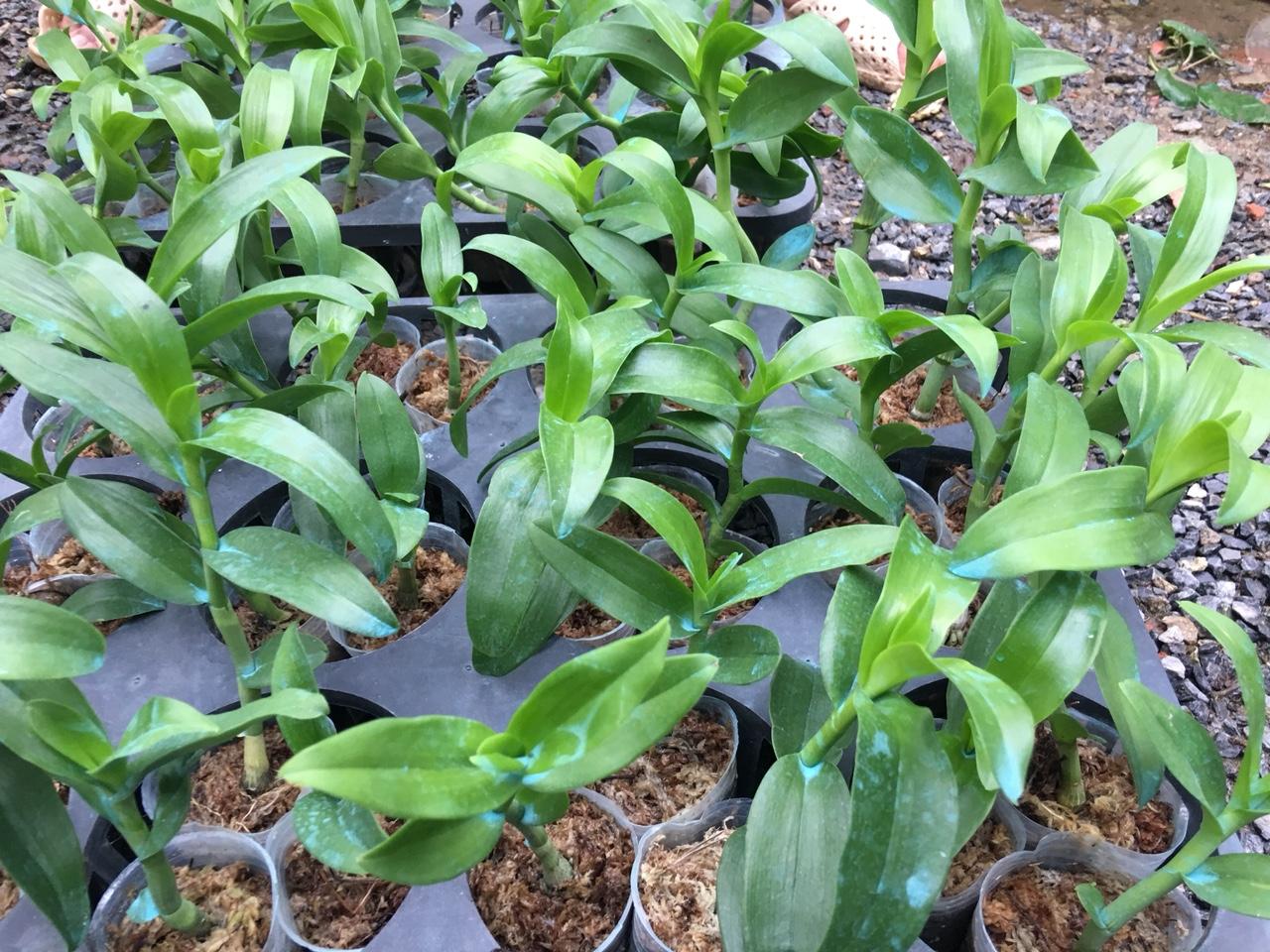 GIẢ HẠC CHỚP MỸ LAI