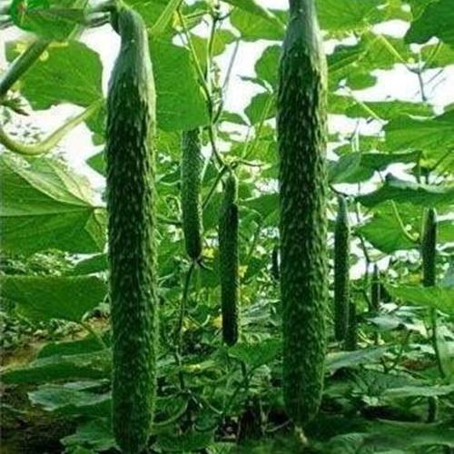 Bộ 2 Túi Hạt Giống Dưa Chuột Nhật Loại Dễ Trồng. Mỗi Túi 10 Hạt Giá Khuyến Mại