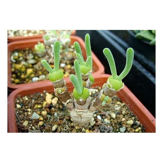 [HCM] Hạt Giống Hoa Tai Thỏ Mix  Đức - KLT  5 hạt .