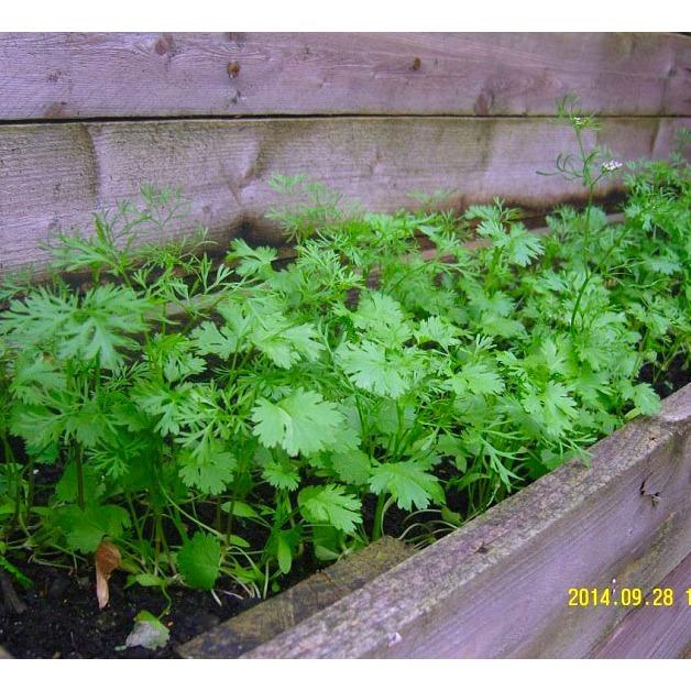 [HCM]Hạt giống ngò bạc liêu PN -PhuNongSeeds