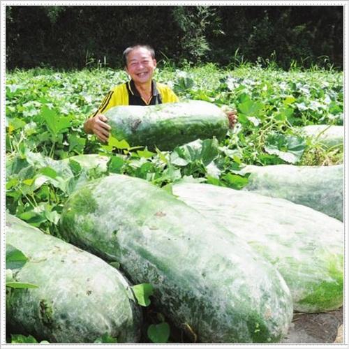 Bộ 3 túi hạt giống bí đao khổng lồ. Mỗi túi 5 hạt giá khuyến mại