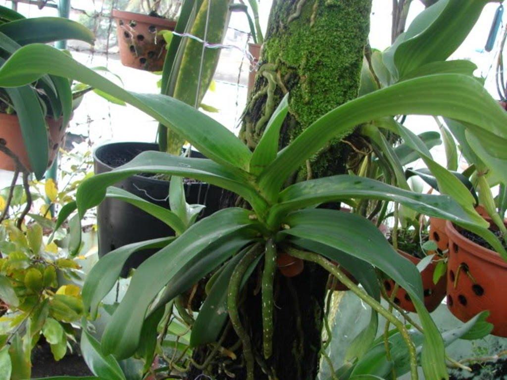 5 pack Dissolve filter bag for flowering orchid