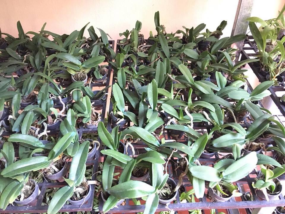 Lan giống Đai Châu Thái (combo 4 cốc 4 màu)