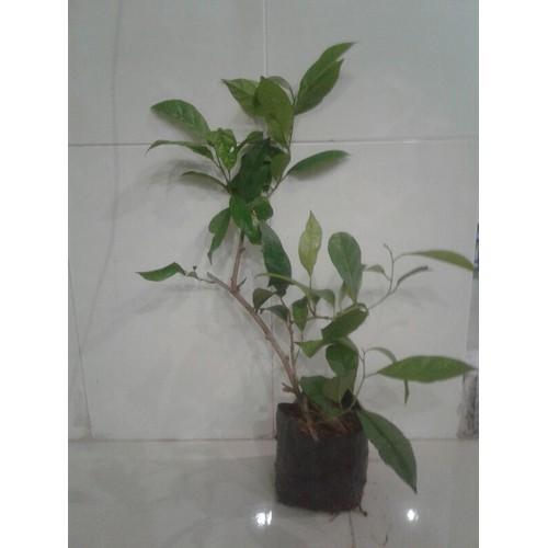 cây xạ đen, 4-5 cây/bầu