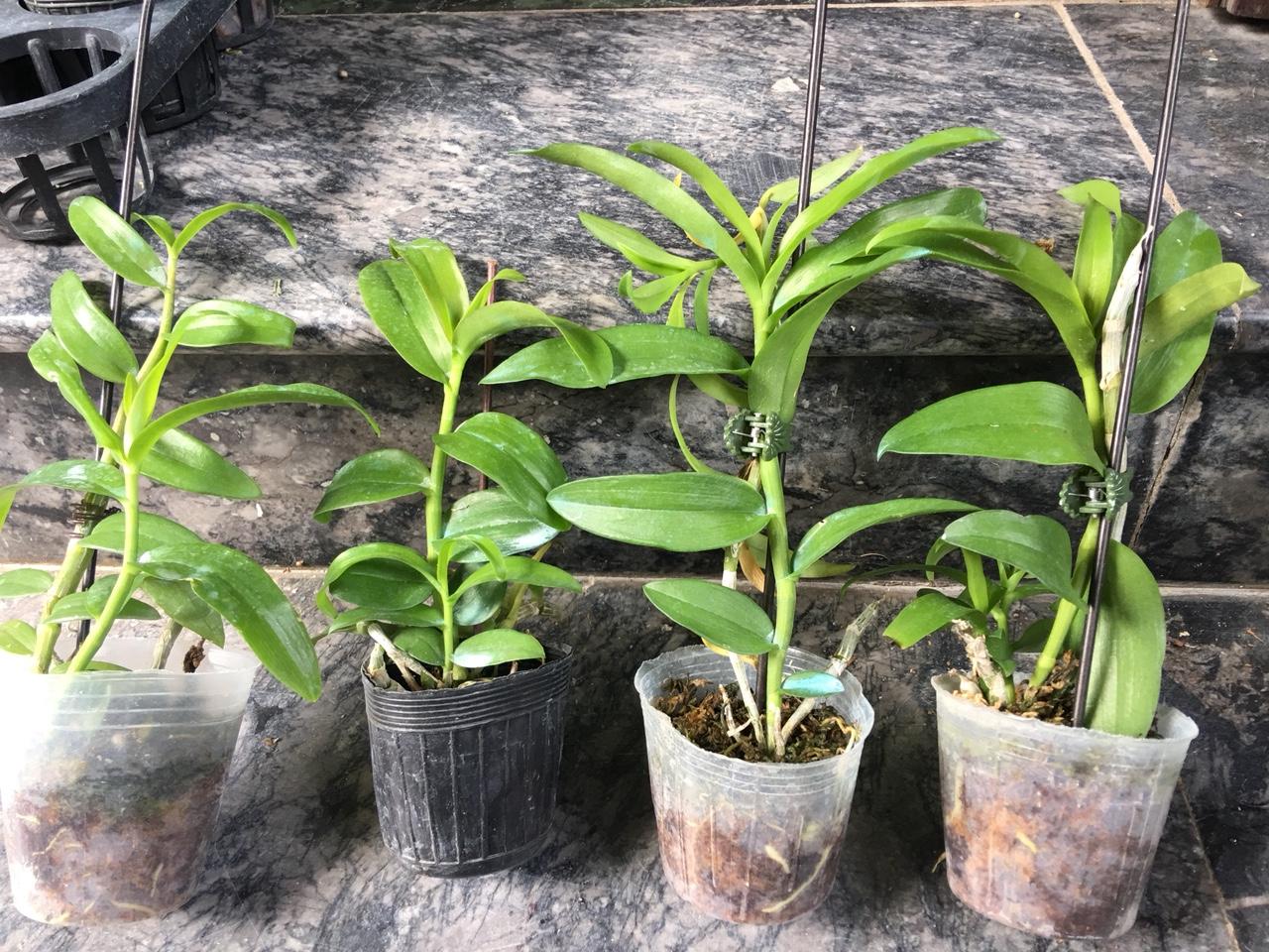 Châu Như Cây năm 2 giống