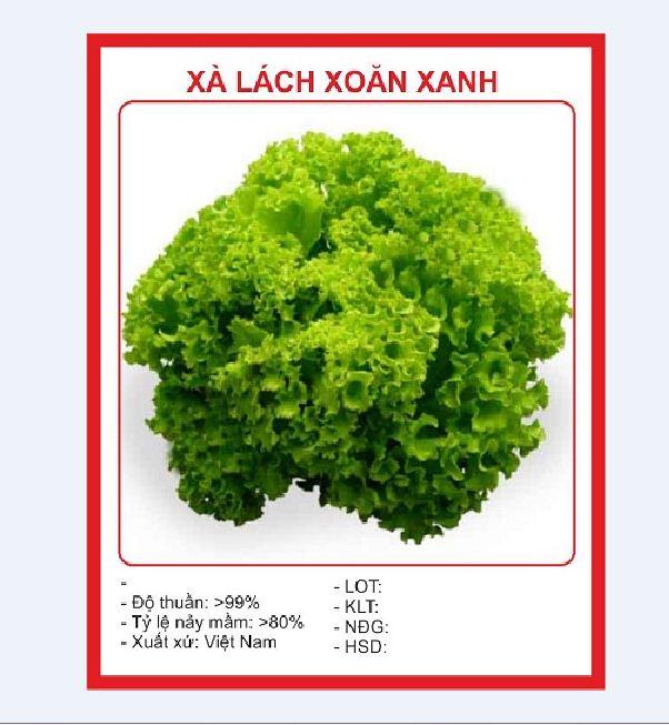 Combo 4 gói hạt giống xà lách ( xà lách xoăn tím- xoăn xanh - xà lách đăm - xà lách chịu nhiệt)