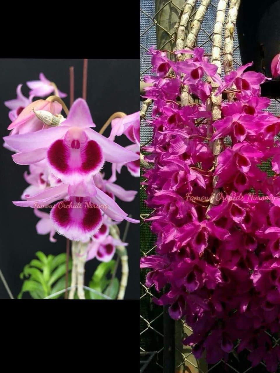 Kích hoa lan Thái- kích hoa phi điệp, cây cảnh nguyên chai từ Thái Lan cực nhạy