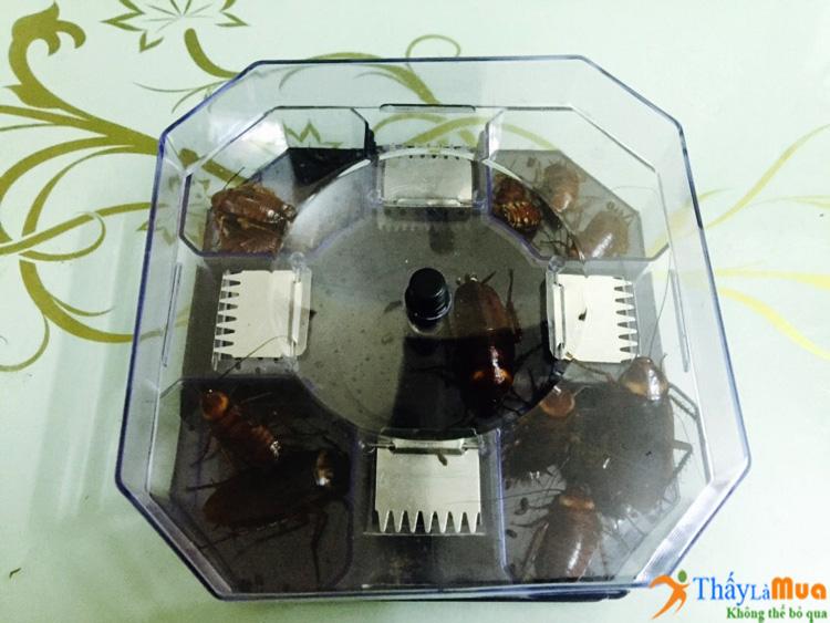 Combo 02 máy bắt gián triệt để