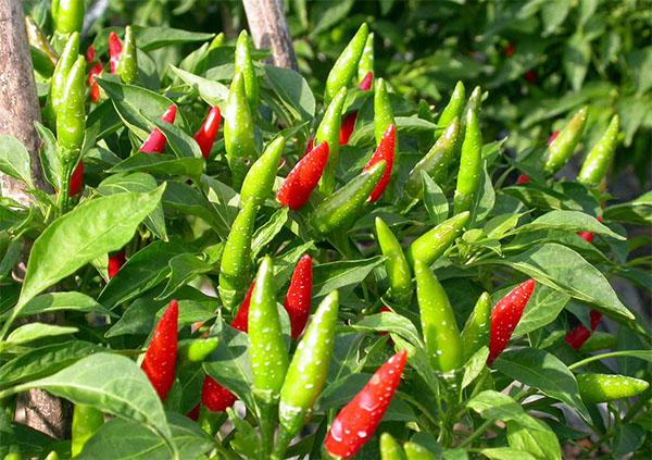 HẠT cây ỚT XIÊM - 1g - Hot Pepper Brid