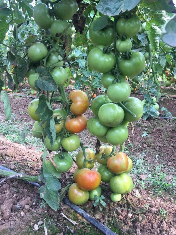 Hạt giống cà chua chùm ( bi cherry vàng ) 1 gói 30 hạt